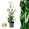 Green boutiQ - Bambus - Fargesia Black Dragon - Immergrün - Produktbild-Vorschau 2