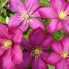 Hello Plants Clematis Ville de Lyon Plante grimpante - Ø 15 Voir les images du produit 4