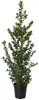 Stechpalme ‘Blue Prince’ – Ilex meserveae, immergrün & Produktbild-Vorschau 4
