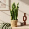 Green boutiQ - Zimmerpflanzen - Sansevieria Laurentii - Produktbild-Vorschau 5