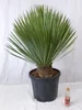 [Palmenlager] XL Yucca rostrata 100/110 cm - Stamm 20/30 cm Produktbild-Vorschau 4