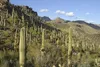 Saguaro-Kaktus (Carnegiea gigantea)  - 10 Samen Produktbild-Vorschau 5