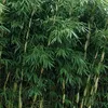 Stauden Gänge 3 x Fargesia robusta 'Pingwu' im C2 Topf - Produktbild-Vorschau 3