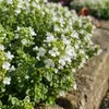 6x Thymus praecox Albiflorus P9 H20 Produktbild-Vorschau 3