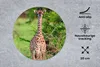 MuchoWow® Mauspad Mousepad Baby - Giraffe - Pflanzen 20x20 Produktbild-Vorschau 2