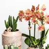 Kolibri Greens | Zelená rostlina – Stapelia – Ø 6 cm Náhled obrázku produktu 12