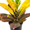 2er-Set Wunderstrauch 'Petra' - Codiaeum Petra - Höhe ca. Produktbild-Vorschau 7