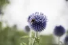 Echinops ritro, Kugeldistel, stahlblau, ca. 9x9 cm Topf Produktbild-Vorschau 4