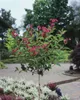 Weigelie Bristol Ruby 100-150 cm, im Topf - Weigela Produktbild-Vorschau 13