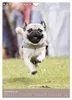 Mops-Rennen (Wandkalender 2027 DIN A4 hoch), CALVENDO Produktbild-Vorschau 13