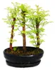 Venkovní bonsaj - Metasequoia glyptostroboides - malý les Náhled obrázku produktu 2