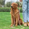 PETSTORY nylonové vodítko pre psov ZACISKOWA XL 235 cm Náhľad obrázku produktu 3