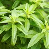 Zitronenverbene (Verveine Tee), BIO-Kräutertee, 40g Produktbild-Vorschau 4