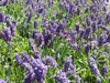 Stauden Gänge 100 x Lavandula angustifolia 'Munstead' -  Produktbild-Vorschau 4