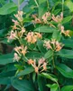 Lonicera henryi, immergrüne Geißschlinge, 40–60 cm Produktbild-Vorschau 2