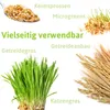 Roggen |  Getreidesamen von FLORTUS, Menge:150 g Produktbild-Vorschau 2