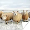 MuchoWow® Poster Gruppe von neugierigen Schafen 75x75 cm - Produktbild-Vorschau 1