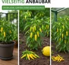 Chili Lemon Drop - Capsicum baccatum - Chilisamen - scharfe Produktbild-Vorschau 7