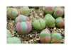 15x Gibbaeum comptonii Zwergsukkulente Sukkulenten Garten Produktbild-Vorschau 3