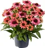 BALDUR Garten 3x Echinacea Evolution, Pflanzen im 9x9 Produktbild-Vorschau 4