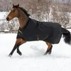 A brown horse wearing a black turnout blanket with gold trim runs through the snow. Produktbild-Vorschau