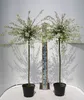 Two potted trees with white and green variegated leaves are displayed against a white background with shadows. Produktbild-Vorschau