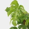 Monstera dziurawa - Monstera deliciosa - Wysokość 120-130cm Podgląd zdjęcia produktu 3