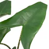 Alocasia Zebrina Ø19Cm - ↕75Cm Produktbild-Vorschau 7