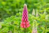 Lupinus polyphyllus 'Schlossfrau', Lupine, rosa, ca. 11x11 Produktbild-Vorschau 3