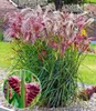 BALDUR Garten 3x Miscanthus Boucle®, Knollen in Größe I, Produktbild-Vorschau 1