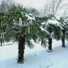 Nasiona palm - zestaw 10 sztuk - Mrozoodporna - Podgląd zdjęcia produktu 7