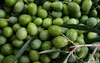 Kora Olivenöl EXTRA VERGINE 0,75l– Gourmetöl der Produktbild-Vorschau 2