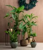 Dehner Baumstrelitzie, Strelitzia nicolai, in Hydrokultur, Produktbild-Vorschau 3