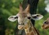 hansepuzzle 78540 - Giraffe Puzzle, 260 Teile, Natur, 41,0 Produktbild-Vorschau 1