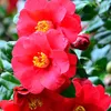 Camélia - Set de 3 - Camellia japonica - Hauteur 25-40cm - Voir les images du produit 4