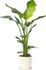 Strelicja - Strelitzia nicolai - Wysokość 90-110cm - ⌀21cm Podgląd zdjęcia produktu 7