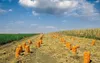50 stuks rastersacks, 28 cm x 36 cm, geschikt voor 2,5 kg Productafbeelding-voorbeeld 3