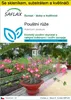 SAFLAX Kultivační sada - pouštní růže - Adenium obesum - 8 Náhled obrázku produktu 1