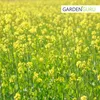 Gelbsenf 5 kg ganze Körner weißer Senf ganz Produktbild-Vorschau 4