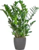 Zamioculcas Zamiifolia Glücksfeder robuste Zimmerpflanze Produktbild-Vorschau 1