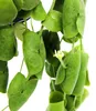 Hängende Zimmerpflanze – Dischidia platyphylla – Produktbild-Vorschau 2