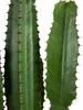 Bloomique - Euphorbia Acrurensis - Euphorbe - Cactus cowboy Voir les images du produit 5