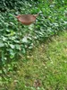 Vogeltränke an Rankgitter Futterstelle Gartenstab Produktbild-Vorschau 4
