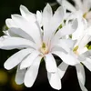 Magnolia gwiazdzista (Magnolia stellata) 19cm, wysokosc Podgląd zdjęcia produktu 4