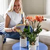 Kolibri Orchids KOMBINOVANÁ NABÍDKA: 4 oranžové orchideje Náhled obrázku produktu 9