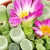 Frithia pulchra - skrzydlokwiat okienny - mala roslina w Podgląd zdjęcia produktu 2