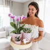 Kolibri Orchids | Růžová orchidej Phalaenopsis - Mineral Náhled obrázku produktu 5