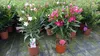 Oleander Busch 65 cm Nerium Rosenlorbeer Premium rot oder Produktbild-Vorschau 1