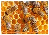 Ein Leben für den Honig: Bienen und Imker (Wandkalender Produktbild-Vorschau 9