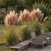 Stauden Gänge 1 x Cortaderia selloana 'Rosea' im 1 Liter Produktbild-Vorschau 2